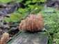 Csészés álkorallgomba (Artomyces pyxidatus), Velencei-hegység
